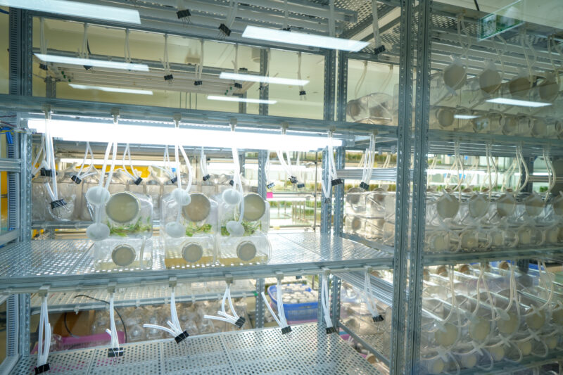 植物細胞技術・組織培養研究所