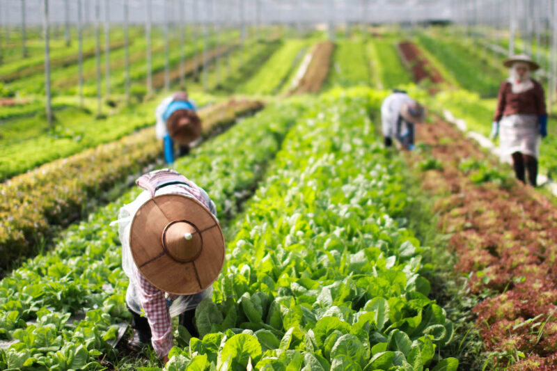 プルックパック・プローラックメーのチェンマイ県の農場(写真提供:プルックパック・プローラックメー)